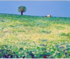 Campo di cocomeri